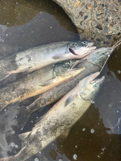 アキアジの釣果