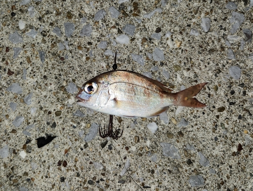 チャリコの釣果