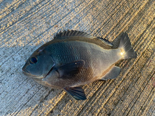 グレの釣果