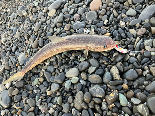 エソの釣果