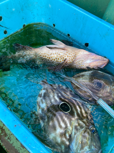 オオモンハタの釣果