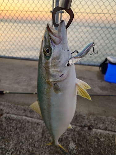 イナダの釣果