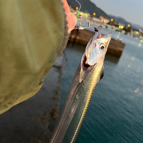 タチウオの釣果