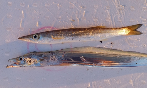 カマスの釣果