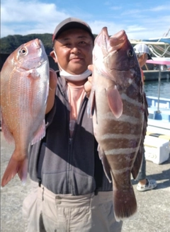 マハタの釣果