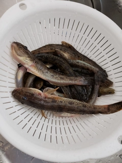 マハゼの釣果