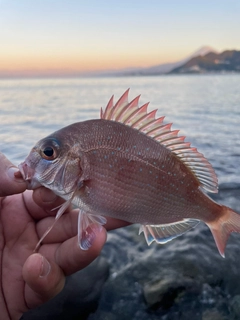 タイの釣果