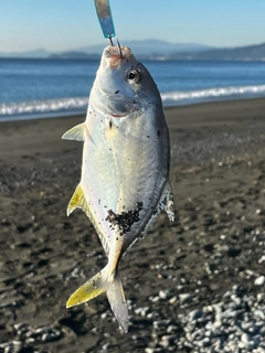 メッキの釣果