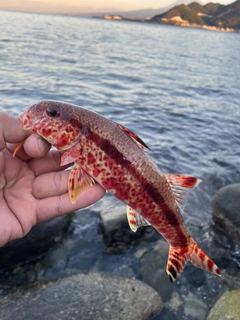 ヨメヒメジの釣果