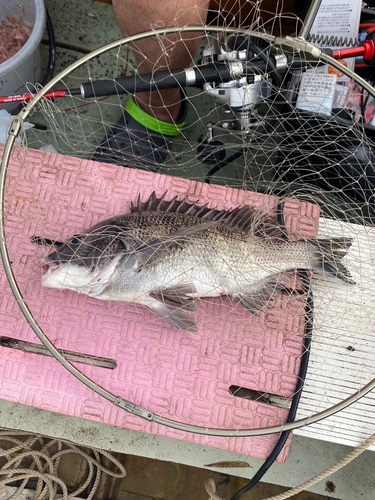 クロダイの釣果