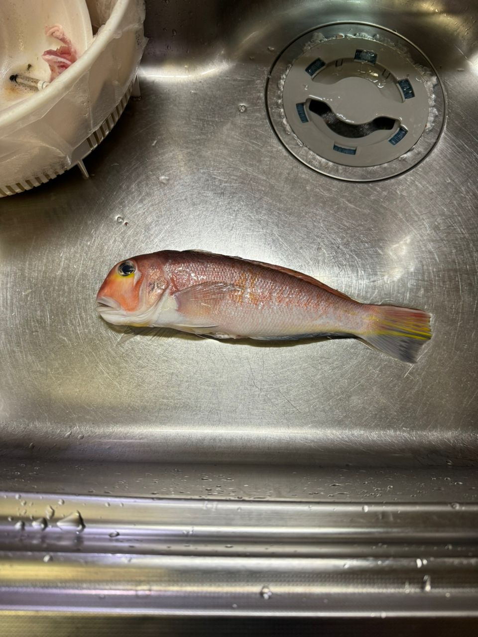 つぼ@さんの釣果 2枚目の画像