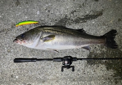 シーバスの釣果