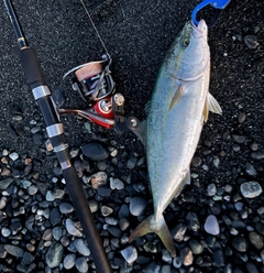 ワカシの釣果