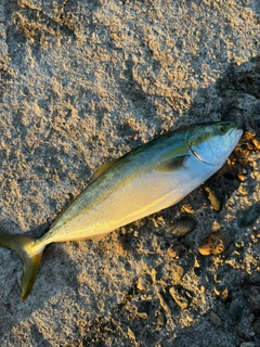 ツバイソの釣果