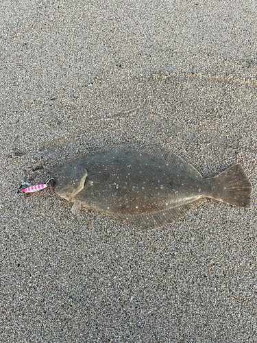 ソゲの釣果