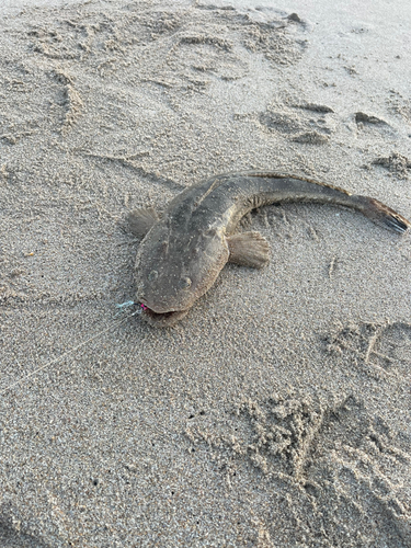 マゴチの釣果