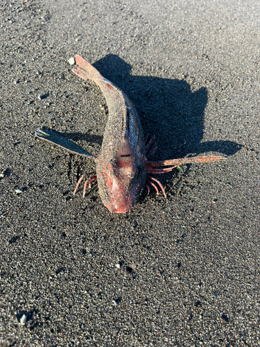 ホウボウの釣果