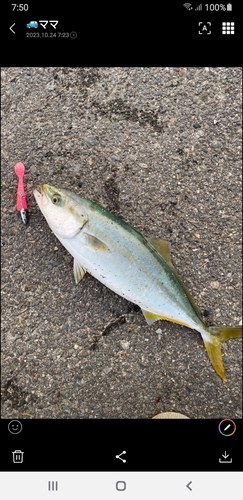 ツバスの釣果