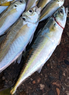 サバの釣果