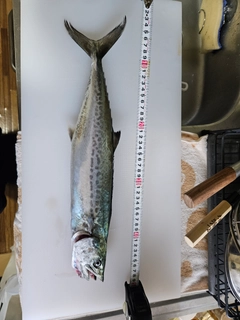 サゴシの釣果