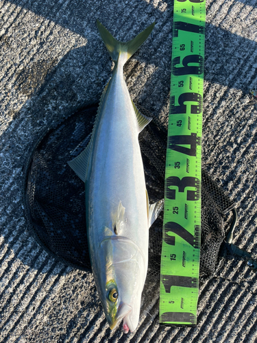 イナダの釣果