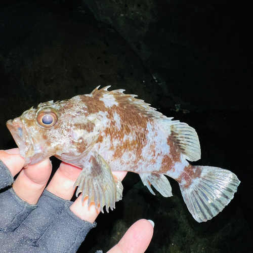 アラカブの釣果