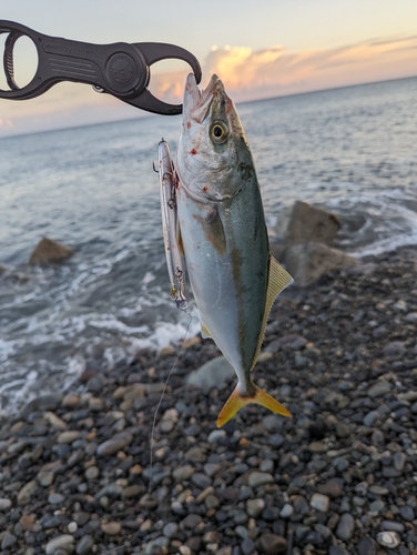 ワラサの釣果