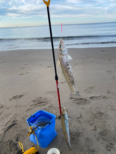 シロギスの釣果