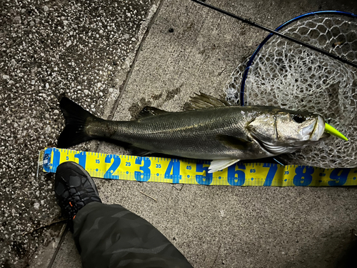 シーバスの釣果