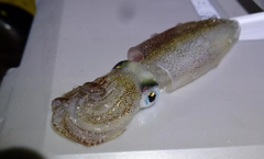 マメイカの釣果