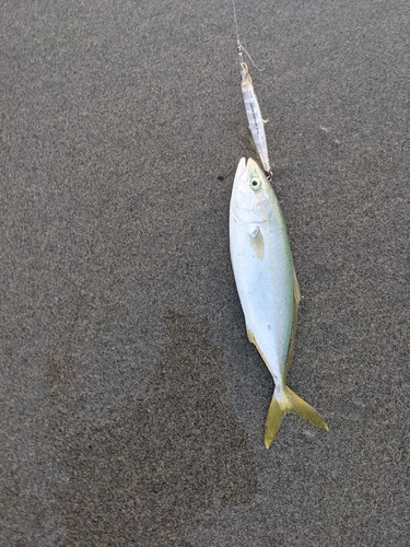 ショゴの釣果