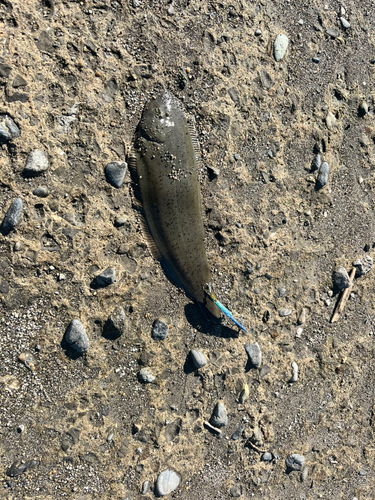 シタビラメの釣果