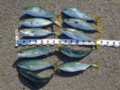 イナダの釣果