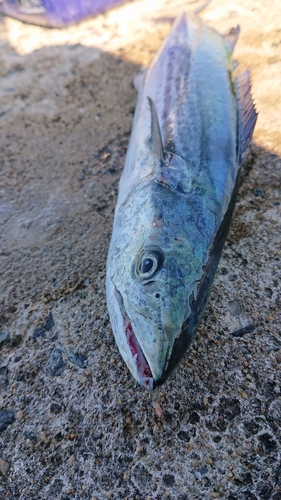 サゴシの釣果