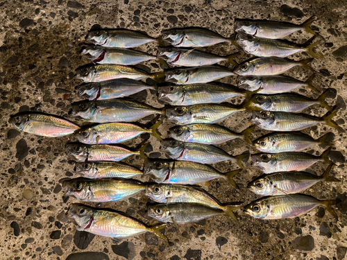 アジの釣果