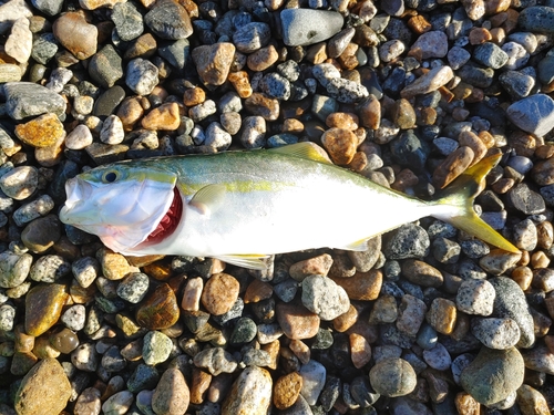 ツバイソの釣果