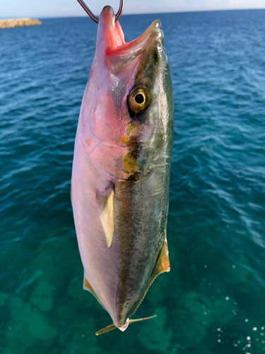 フクラギの釣果