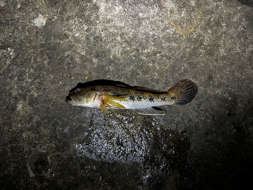 ウロハゼの釣果