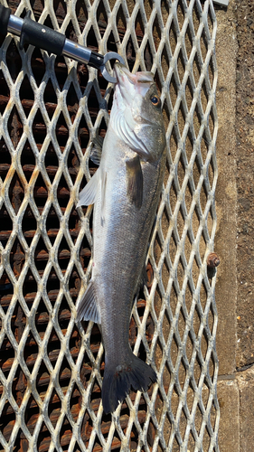 スズキの釣果