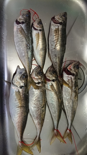 アジの釣果