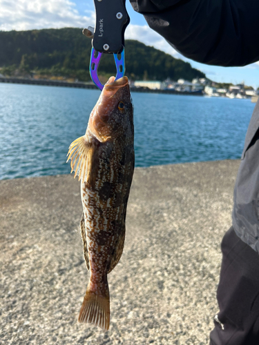 アイナメの釣果