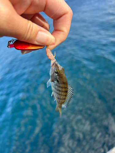 チャリコの釣果