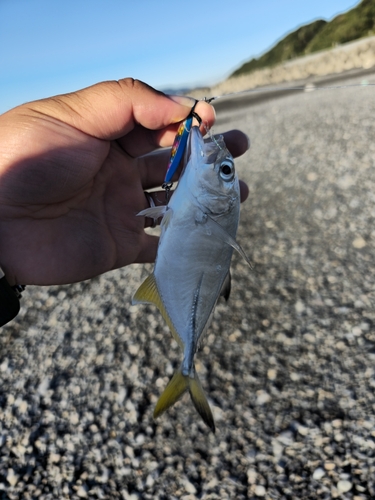 メッキの釣果