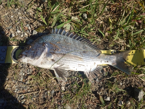 クロダイの釣果