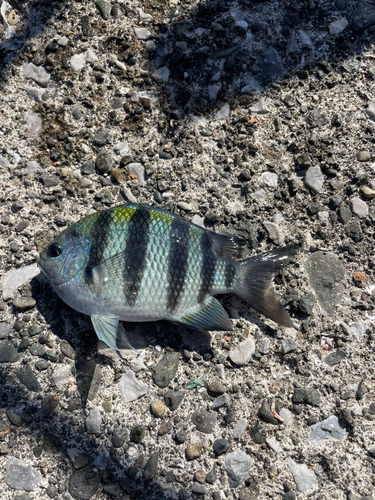 オヤビッチャの釣果