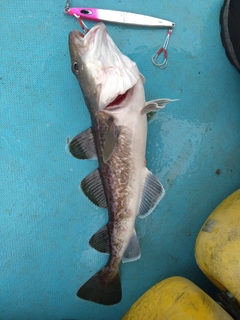 マダラの釣果