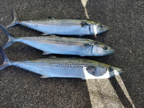 サゴシの釣果