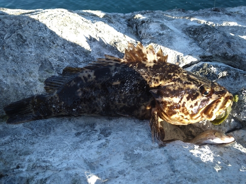 ベッコウゾイの釣果