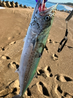 サゴシの釣果