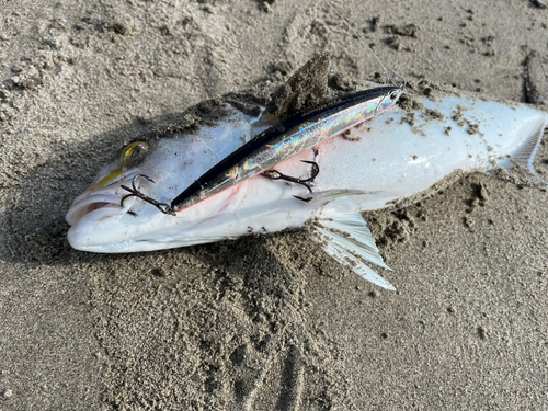 ショゴの釣果